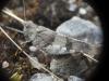 Oedipoda caerulescens caerulescens